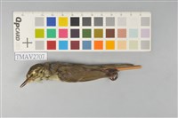 極北柳鶯藏品圖，第5張